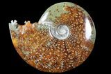 Polished, Agatized Ammonite (Cleoniceras) - Madagascar #94265-1